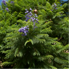 Load image into Gallery viewer, "A picturesque view of the Jacaranda mimosifolia plant in full bloom. The tree is adorned with clusters of vibrant purple, trumpet-shaped flowers, creating a breathtaking display against the backdrop of its feathery, fern-like foliage. The Jacaranda mimosifolia, commonly known as the 'Jacaranda' or 'Blue Jacaranda,' adds a splash of color to the landscape, making it a popular and visually striking ornamental tree."