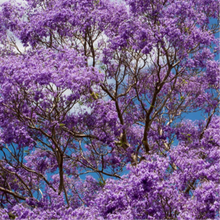Load image into Gallery viewer, "A picturesque view of the Jacaranda mimosifolia plant in full bloom. The tree is adorned with clusters of vibrant purple, trumpet-shaped flowers, creating a breathtaking display against the backdrop of its feathery, fern-like foliage. The Jacaranda mimosifolia, commonly known as the 'Jacaranda' or 'Blue Jacaranda,' adds a splash of color to the landscape, making it a popular and visually striking ornamental tree."