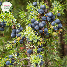Load image into Gallery viewer, Close-up of Juniperus Communis Juniper Berry plant: This image captures the vibrant green foliage of the Juniperus Communis Juniper Berry plant, with its needle-like leaves densely arranged along the stems. The juniper berries, small and round, are visible amidst the foliage, adding pops of dark blue color to the composition.