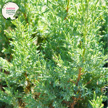Load image into Gallery viewer, Close-up of Juniperus Communis Juniper Berry plant: This image captures the vibrant green foliage of the Juniperus Communis Juniper Berry plant, with its needle-like leaves densely arranged along the stems. The juniper berries, small and round, are visible amidst the foliage, adding pops of dark blue color to the composition.