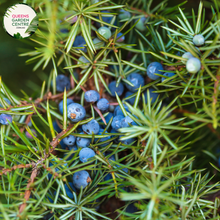 Load image into Gallery viewer, Close-up of Juniperus Communis Juniper Berry plant: This image captures the vibrant green foliage of the Juniperus Communis Juniper Berry plant, with its needle-like leaves densely arranged along the stems. The juniper berries, small and round, are visible amidst the foliage, adding pops of dark blue color to the composition.