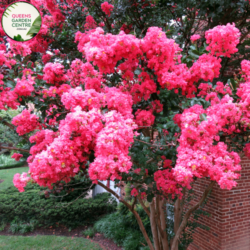 Alt text: Lagerstroemia 'Tuscarora,' a stunning Crepe Myrtle tree with vibrant pink blossoms. This deciduous tree adds a splash of color to landscapes, featuring clusters of crepe-like flowers and smooth, exfoliating bark. A captivating choice for gardens, admired for its ornamental beauty.
