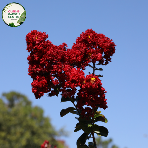 Alt text: Lagerstroemia 'Enduring Summer Red,' a Crepe Myrtle plant celebrated for its vibrant red flowers and enduring summer bloom. This deciduous shrub adds a splash of color to gardens and landscapes, showcasing panicles of blossoms that persist throughout the warm months. An attractive and resilient choice for outdoor spaces.
