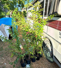 Load image into Gallery viewer, Lagerstroemia Natchez Crepe Myrtle
