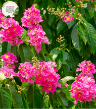 Load image into Gallery viewer, Alt text: Close-up photo of a Buxus sempervirens, commonly known as English Box or Common Box, showcasing its dense and evergreen foliage. The compact shrub features small, dark green leaves arranged neatly, creating a formal and manicured appearance. The image captures the classic beauty and versatility of the Buxus sempervirens English Box, often used for hedging, topiary, or as a border plant in garden landscapes.