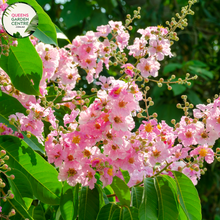 Load image into Gallery viewer, Alt text: Close-up photo of a Buxus sempervirens, commonly known as English Box or Common Box, showcasing its dense and evergreen foliage. The compact shrub features small, dark green leaves arranged neatly, creating a formal and manicured appearance. The image captures the classic beauty and versatility of the Buxus sempervirens English Box, often used for hedging, topiary, or as a border plant in garden landscapes.