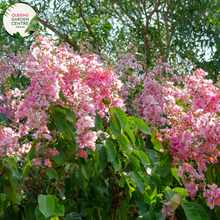 Load image into Gallery viewer, Alt text: Close-up photo of a Buxus sempervirens, commonly known as English Box or Common Box, showcasing its dense and evergreen foliage. The compact shrub features small, dark green leaves arranged neatly, creating a formal and manicured appearance. The image captures the classic beauty and versatility of the Buxus sempervirens English Box, often used for hedging, topiary, or as a border plant in garden landscapes.