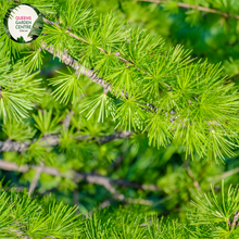 Load image into Gallery viewer, Close-up of a Larix decidua (European Larch) plant. The image highlights clusters of soft, needle-like leaves that are bright green and arranged in dense whorls around the slender branches. Each needle is thin, elongated, and slightly curved, giving a feathery appearance to the foliage. Small, oval-shaped cones with a woody texture and light brown color are nestled among the needles.