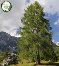 Load image into Gallery viewer, Close-up of a Larix decidua (European Larch) plant. The image highlights clusters of soft, needle-like leaves that are bright green and arranged in dense whorls around the slender branches. Each needle is thin, elongated, and slightly curved, giving a feathery appearance to the foliage. Small, oval-shaped cones with a woody texture and light brown color are nestled among the needles.
