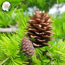 Load image into Gallery viewer, Close-up of a Larix decidua (European Larch) plant. The image highlights clusters of soft, needle-like leaves that are bright green and arranged in dense whorls around the slender branches. Each needle is thin, elongated, and slightly curved, giving a feathery appearance to the foliage. Small, oval-shaped cones with a woody texture and light brown color are nestled among the needles.