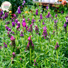 Load image into Gallery viewer, Elevate your garden with the enchanting fragrance and vibrant color of Avonview Lavandula stoechas. Known for its aromatic blooms and compact growth habit, this lavender variety adds a touch of elegance to any landscape. Enjoy the beauty and soothing scent of Lavandula stoechas Avonview in your garden or landscape design.
