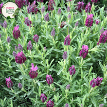 Load image into Gallery viewer, Elevate your garden with the enchanting fragrance and vibrant color of Avonview Lavandula stoechas. Known for its aromatic blooms and compact growth habit, this lavender variety adds a touch of elegance to any landscape. Enjoy the beauty and soothing scent of Lavandula stoechas Avonview in your garden or landscape design.