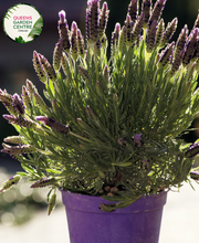 Load image into Gallery viewer, Elevate your garden with the enchanting fragrance and vibrant color of Avonview Lavandula stoechas. Known for its aromatic blooms and compact growth habit, this lavender variety adds a touch of elegance to any landscape. Enjoy the beauty and soothing scent of Lavandula stoechas Avonview in your garden or landscape design.