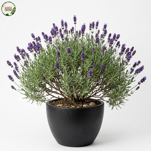 Lavender English Lavandula Angustifoliab