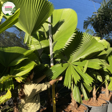 Load image into Gallery viewer, Licuala Elegans