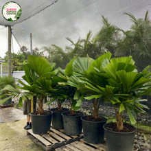 Load image into Gallery viewer, Licuala Ramsayi