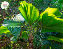 Load image into Gallery viewer, Alt text: Licuala elegans, also known as the Elegant Fan Palm, is a tropical palm species prized for its stunning foliage. This plant features large, round leaves that are deeply divided into segments, resembling a fan. The leaves have a glossy, dark green color and a striking pleated texture. Licuala elegans typically grows in a clustering habit, forming dense clumps of foliage.