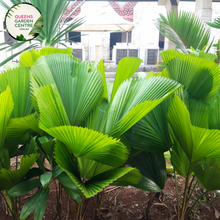 Load image into Gallery viewer, Alt text: Licuala elegans, also known as the Elegant Fan Palm, is a tropical palm species prized for its stunning foliage. This plant features large, round leaves that are deeply divided into segments, resembling a fan. The leaves have a glossy, dark green color and a striking pleated texture. Licuala elegans typically grows in a clustering habit, forming dense clumps of foliage.