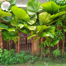 Load image into Gallery viewer, Alt text: Licuala elegans, also known as the Elegant Fan Palm, is a tropical palm species prized for its stunning foliage. This plant features large, round leaves that are deeply divided into segments, resembling a fan. The leaves have a glossy, dark green color and a striking pleated texture. Licuala elegans typically grows in a clustering habit, forming dense clumps of foliage.