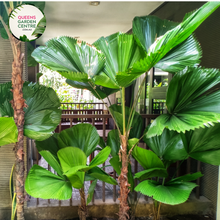Load image into Gallery viewer, Alt text: Licuala elegans, also known as the Elegant Fan Palm, is a tropical palm species prized for its stunning foliage. This plant features large, round leaves that are deeply divided into segments, resembling a fan. The leaves have a glossy, dark green color and a striking pleated texture. Licuala elegans typically grows in a clustering habit, forming dense clumps of foliage.