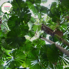 Load image into Gallery viewer, Alt text: Licuala ramsayi, also known as the Australian Fan Palm, is a striking palm species native to the rainforests of Queensland, Australia. This palm features large, fan-shaped leaves that can grow up to two meters in diameter, making it one of the largest fan palms. The leaves are deeply divided into segments and have a glossy, dark green color. Licuala ramsayi typically grows in a solitary trunk and produces clusters of small, creamy flowers followed by spherical fruits.