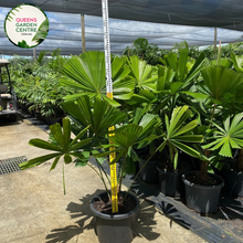 Load image into Gallery viewer, Alt text: Licuala ramsayi, also known as the Australian Fan Palm, is a striking palm species native to the rainforests of Queensland, Australia. This palm features large, fan-shaped leaves that can grow up to two meters in diameter, making it one of the largest fan palms. The leaves are deeply divided into segments and have a glossy, dark green color. Licuala ramsayi typically grows in a solitary trunk and produces clusters of small, creamy flowers followed by spherical fruits.