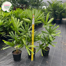 Load image into Gallery viewer, Alt text: Licuala ramsayi, also known as the Australian Fan Palm, is a striking palm species native to the rainforests of Queensland, Australia. This palm features large, fan-shaped leaves that can grow up to two meters in diameter, making it one of the largest fan palms. The leaves are deeply divided into segments and have a glossy, dark green color. Licuala ramsayi typically grows in a solitary trunk and produces clusters of small, creamy flowers followed by spherical fruits.