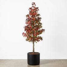 Load image into Gallery viewer, Liquidambar Styraciflua Worplesdon