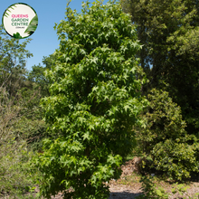 Load image into Gallery viewer, Alt text: Liquidambar styraciflua 'Worplesdon,' a deciduous tree known for its distinctive star-shaped leaves that turn vibrant shades of red, orange, and purple in the fall. This cultivar is appreciated for its ornamental value, providing a stunning autumnal display. The tree adds beauty and seasonal interest to gardens and landscapes.
