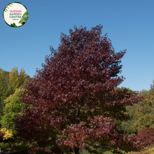 Load image into Gallery viewer, Alt text: Liquidambar styraciflua, commonly known as Sweetgum, showcasing deeply lobed, star-shaped leaves and a deciduous form. This tree is renowned for its vibrant fall foliage, displaying an array of colors from red and orange to purple. A popular choice for landscaping, adding both shade and visual appeal to outdoor spaces.