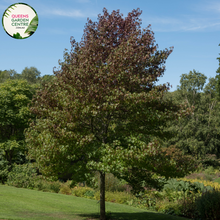 Load image into Gallery viewer, Alt text: Liquidambar styraciflua, commonly known as Sweetgum, showcasing deeply lobed, star-shaped leaves and a deciduous form. This tree is renowned for its vibrant fall foliage, displaying an array of colors from red and orange to purple. A popular choice for landscaping, adding both shade and visual appeal to outdoor spaces.