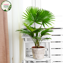 Load image into Gallery viewer,  Alt text: Livistona chinensis, commonly known as the Chinese Fan Palm or Fountain Palm, is a tropical palm species prized for its graceful appearance. This palm features large, fan-shaped leaves that are glossy green and deeply divided into segments. The leaves grow in a symmetrical arrangement atop a slender trunk, creating a striking silhouette. Livistona chinensis typically grows in a clumping habit, forming dense clusters of foliage.