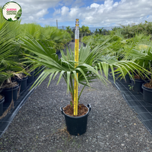 Load image into Gallery viewer, Livistona Chinensis