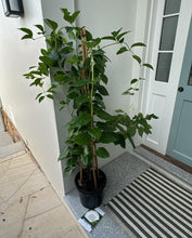 Load image into Gallery viewer, Close-up of Winter Lonicera Hildebrandiana Tripod: In this close-up image, the Winter Lonicera Hildebrandiana Tripod plant is showcased with intricate detail. The tripod-shaped clusters of vibrant red berries stand out against the backdrop of dark green foliage. Each berry is glossy and spherical, adding a pop of color to the winter landscape.