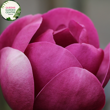 Load image into Gallery viewer, Magnolia "Black Tulip" PBR