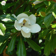 Load image into Gallery viewer, Alt text: Magnolia 'Little Gem,' a compact and evergreen tree with glossy leaves and fragrant white flowers. Ideal for small gardens or as an ornamental focal point, this cultivar is celebrated for its beauty and adaptability to various landscapes.