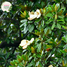 Load image into Gallery viewer, Alt text: Magnolia 'Little Gem,' a compact and evergreen tree with glossy leaves and fragrant white flowers. Ideal for small gardens or as an ornamental focal point, this cultivar is celebrated for its beauty and adaptability to various landscapes.