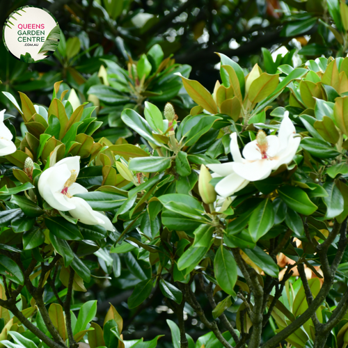 Alt text: Magnolia 'Little Gem,' a compact and evergreen tree with glossy leaves and fragrant white flowers. Ideal for small gardens or as an ornamental focal point, this cultivar is celebrated for its beauty and adaptability to various landscapes.