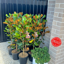 Load image into Gallery viewer, Magnolia Grandiflora 'Teddy Bear'