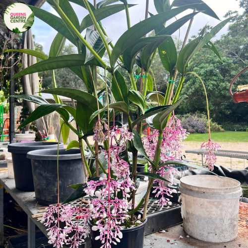 Alt text: Close-up photo of a Medinilla dolichophylla 'Giant Chandelier' plant, showcasing its large and elegant hanging clusters of pink flowers. The tropical plant features cascading inflorescences with numerous bell-shaped blooms, creating a stunning chandelier-like effect. The photo captures the intricate details of the vibrant pink flowers and lush green foliage, highlighting the unique and captivating beauty of the Medinilla dolichophylla 'Giant Chandelier.'
