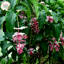 Load image into Gallery viewer, Alt text: Close-up photo of a Medinilla dolichophylla &#39;Giant Chandelier&#39; plant, showcasing its large and elegant hanging clusters of pink flowers. The tropical plant features cascading inflorescences with numerous bell-shaped blooms, creating a stunning chandelier-like effect. The photo captures the intricate details of the vibrant pink flowers and lush green foliage, highlighting the unique and captivating beauty of the Medinilla dolichophylla &#39;Giant Chandelier.&#39;
