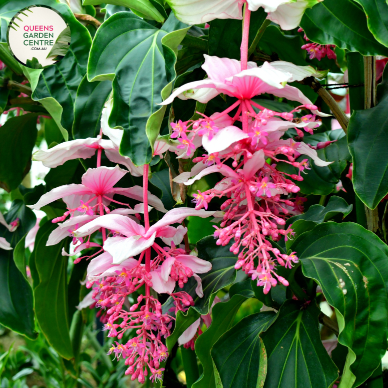 Alt text: Close-up photo of a Medinilla dolichophylla 'Giant Chandelier' plant, showcasing its large and elegant hanging clusters of pink flowers. The tropical plant features cascading inflorescences with numerous bell-shaped blooms, creating a stunning chandelier-like effect. The photo captures the intricate details of the vibrant pink flowers and lush green foliage, highlighting the unique and captivating beauty of the Medinilla dolichophylla 'Giant Chandelier.'
