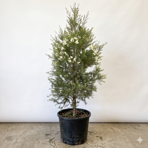 Melaleuca Linariifolia "Snow in Summer"