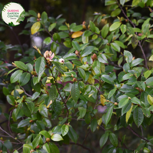 "A charming image of the Michelia 'Cinderella' plant, showcasing its ornamental features. The evergreen shrub displays glossy, lance-shaped leaves and produces fragrant, cup-shaped flowers with a delightful pale pink hue. The blossoms are arranged in clusters, creating a visually enchanting display against the backdrop of lush green foliage. 'Cinderella' is celebrated for its aromatic flowers and elegant form, making it a captivating addition to garden landscapes.