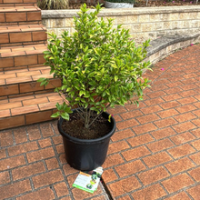 Load image into Gallery viewer, Michelia Figo Port Wine Magnolia