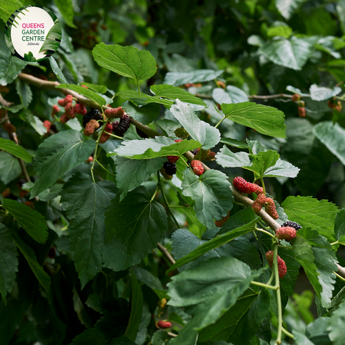 Close-up of a Morus nigra (Black Mulberry) plant. The image features a cluster of ripe mulberries, each composed of numerous small, shiny, dark purple to black drupelets. The fruits are oval-shaped and have a bumpy texture. Surrounding the fruits are broad, heart-shaped leaves with a slightly serrated edge and a rough, textured surface.