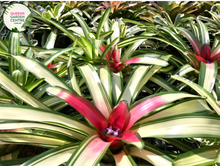 Load image into Gallery viewer, Alt text: Close-up photo of a Neoregelia 'Bossa Nova' plant, showcasing its striking rosette of foliage. The tropical bromeliad features broad, arching leaves with vibrant green hues, gradually transitioning to rich burgundy at the center. The image captures the unique and appealing coloration of the Neoregelia 'Bossa Nova,' adding a touch of elegance to its overall appearance.