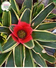 Load image into Gallery viewer, Alt text: Close-up photo of a Neoregelia 'Bossa Nova' plant, showcasing its striking rosette of foliage. The tropical bromeliad features broad, arching leaves with vibrant green hues, gradually transitioning to rich burgundy at the center. The image captures the unique and appealing coloration of the Neoregelia 'Bossa Nova,' adding a touch of elegance to its overall appearance.