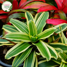 Load image into Gallery viewer, Alt text: Close-up photo of a Neoregelia 'Bossa Nova' plant, showcasing its striking rosette of foliage. The tropical bromeliad features broad, arching leaves with vibrant green hues, gradually transitioning to rich burgundy at the center. The image captures the unique and appealing coloration of the Neoregelia 'Bossa Nova,' adding a touch of elegance to its overall appearance.