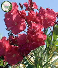 Load image into Gallery viewer, Close-up of a Nerium oleander 'Professor Martin' plant. The image features vibrant clusters of double pink flowers with multiple layers of soft, overlapping petals. Each flower has a slightly ruffled edge and a bright yellow center. The flowers are surrounded by long, narrow, lance-shaped leaves with a deep green color and a glossy, smooth texture.